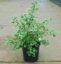 Variegated 